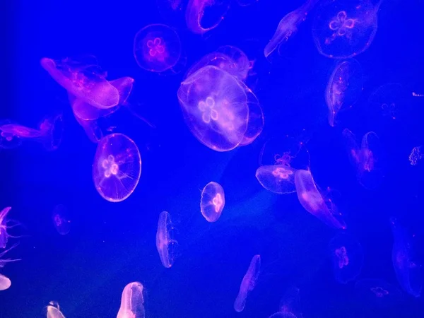 Některé Jellyfishes Bílé Růžové Světlo — Stock fotografie
