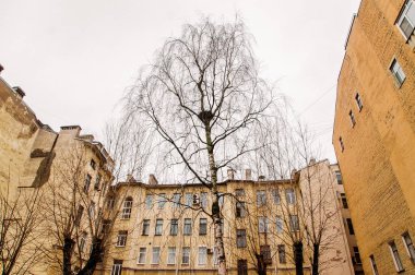 Saint Petersburg merkezinde bahçede bir ağaç