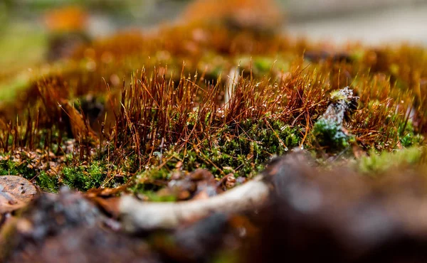 Brunt Gräs Mossa Närbild — Stockfoto