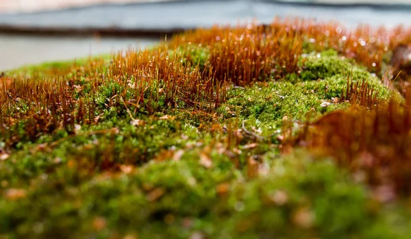 茶色の草の茂みに緑の苔をクローズ アップ — ストック写真