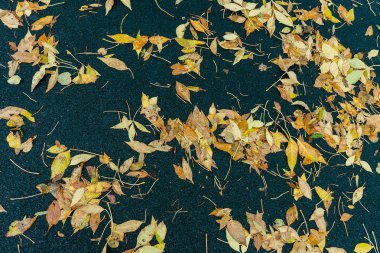 karanlık lastik yüzeyinde sarı sonbahar yaprakları