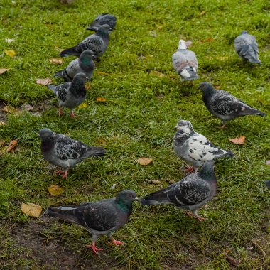 birkaç güvercin çimenlerin üzerinde yürüyüş 