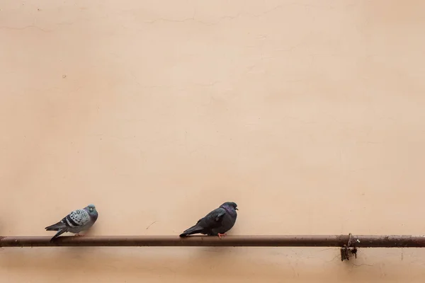 Two Pigeons Metallic Pipe — Stock Photo, Image