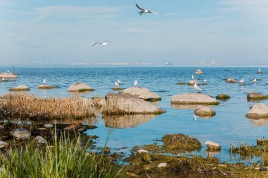 Martılar sinek ve taş suda oturmak