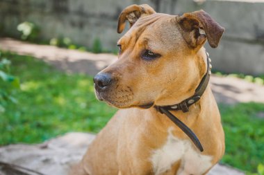 Sola doğru seyir Staffordshire terrier portre genç köpek