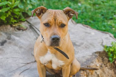Genç Staffordshire büyük kütük üzerinde oturan ve düz seyir korkunç köpek