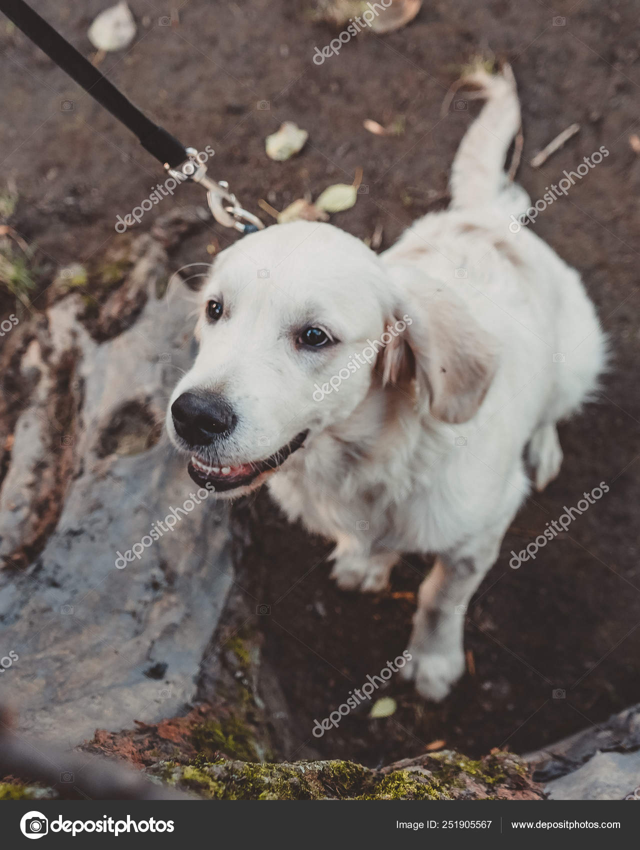 Golden Retriever Puppy Smiling Sitting Ground Stock Photo