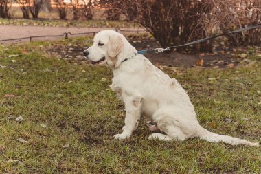 gülümseyen bir golden retriever köpek yatay profil portresi oturan