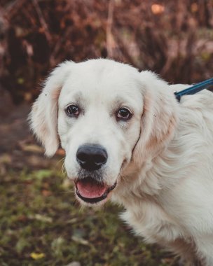 bir golden retriever köpek yavrusu dikey portresi kapatın