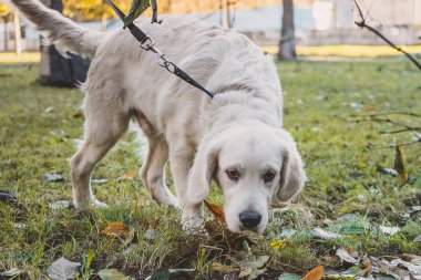 golden retriever yavru köpek yere burnunu çekmek