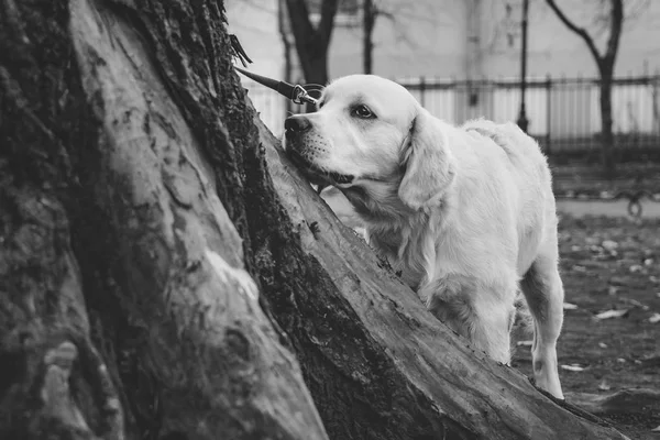 Siyah Beyaz Ağacın Arkasında Bekleyen Bir Golden Retriever Köpek Yavrusu — Stok fotoğraf