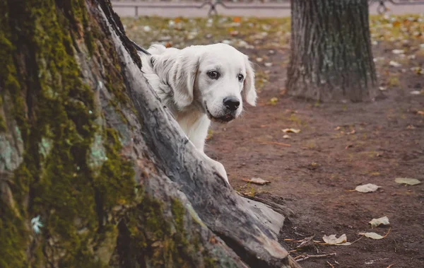 Filhote Cachorro Golden Retriever Está Espreitando Atrás Árvore — Fotografia de Stock