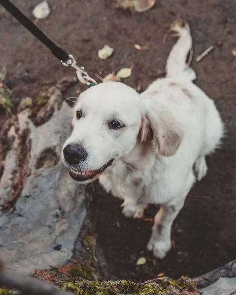 a golden retriever puppy smiling and sitting on the ground