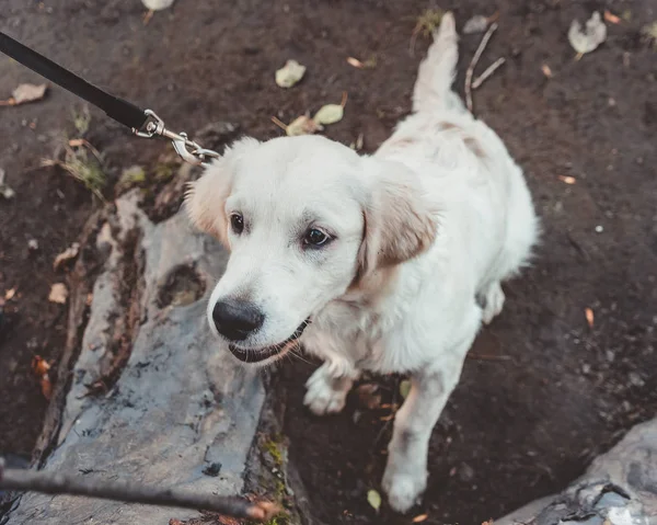 Bir Sopa Arıyorum Bir Golden Retriever Yavru — Stok fotoğraf