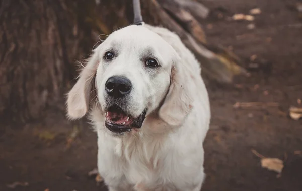 close portrait of a calm golden retriever puppy horizontal