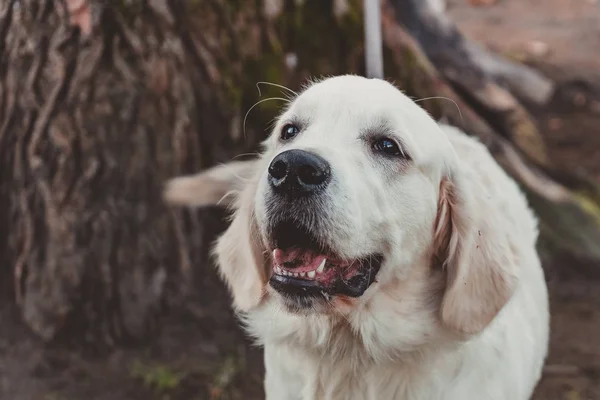 Nahaufnahme Eines Stehenden Golden Retriever Welpen Horizontal — Stockfoto