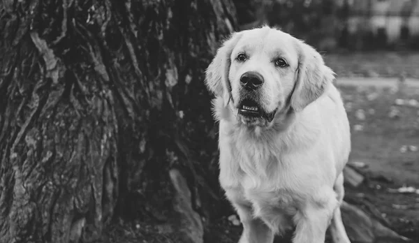 Retrato Cercano Cachorro Perdiguero Dorado Horizontal Blanco Negro —  Fotos de Stock