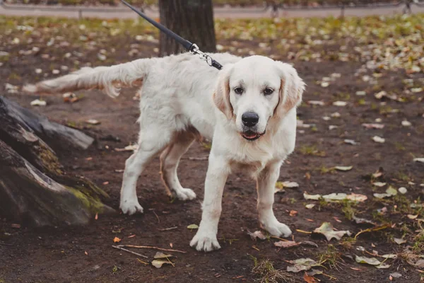 Egy Arany Vizsla Kiskutya Egy Séta — Stock Fotó