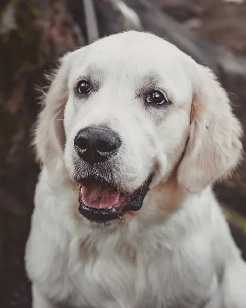 Retrato Cercano Cachorro Recuperador Dorado Sonriente Vertical —  Fotos de Stock