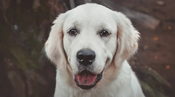 Ritratto Ravvicinato Cucciolo Golden Retriever Orizzontale — Foto Stock