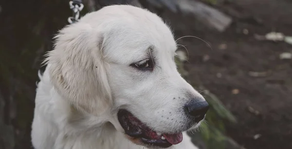 Ritratto Cucciolo Golden Retriever Che Guarda Orizzontale — Foto Stock