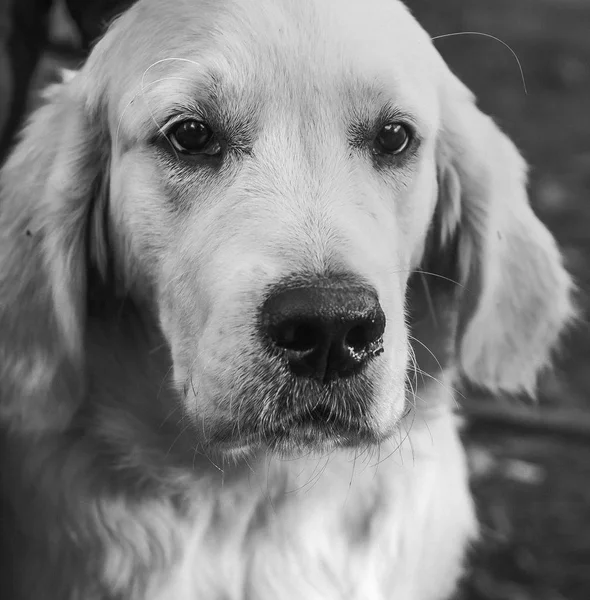 Nära Porträtt Sorglig Golden Retriever Valp Vertikala — Stockfoto