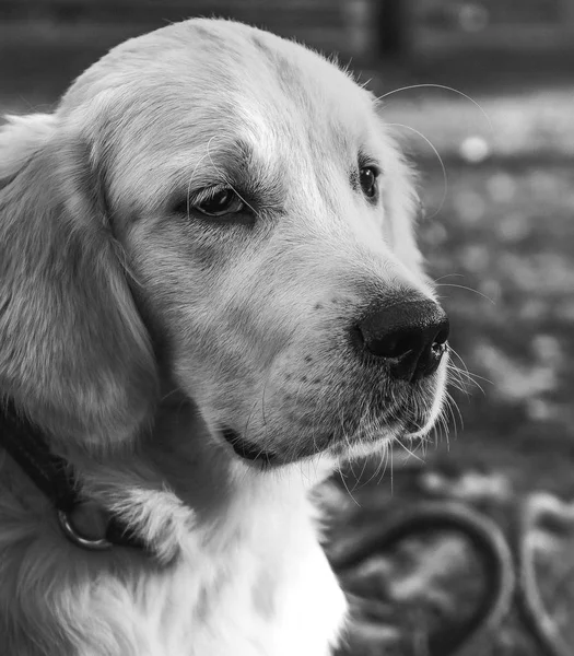 Ritratto Ravvicinato Cucciolo Dal Triste Aspetto Golden Retriever Verticale — Foto Stock