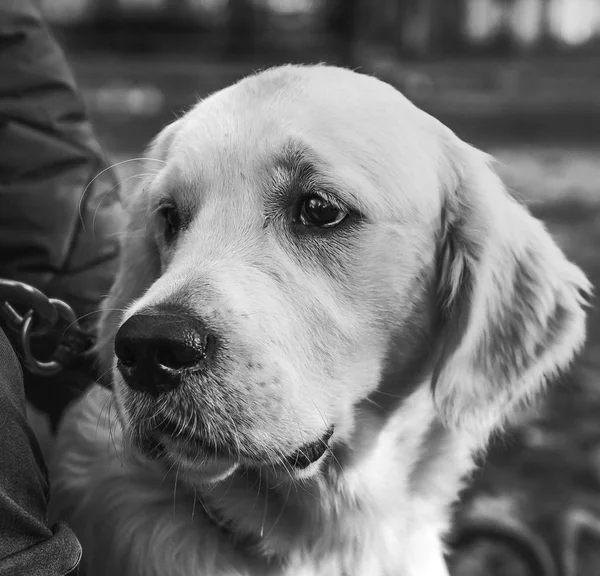 Retrato Cercano Una Triste Plaza Cachorros Golden Retriever —  Fotos de Stock