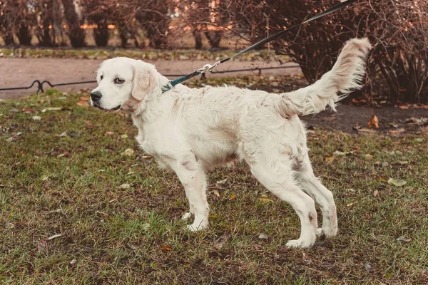 Staande Portret Van Een Gespannen Golden Retriever Hond Horizontale — Stockfoto
