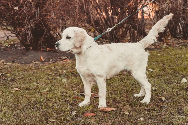 水平穏やかなゴールデンレトリーバー犬の立っている肖像画 — ストック写真
