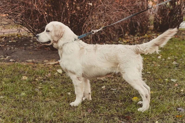 立っている水平穏やかなゴールデンレトリーバー犬の横顔の肖像画 — ストック写真