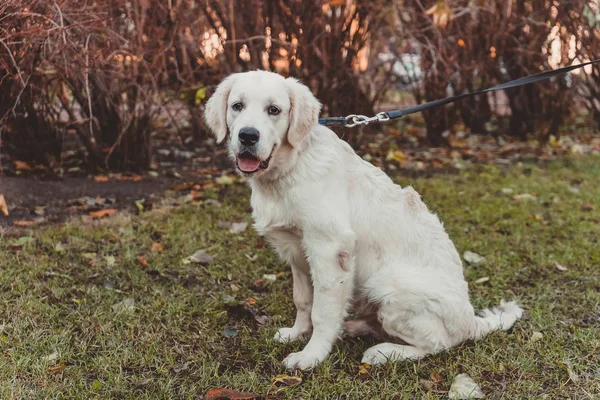 Retrato Sentado Cachorro Golden Retriever Sonriéndote Horizontal —  Fotos de Stock