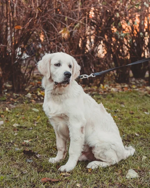 Retrato Sentado Cachorro Recuperador Oro Vertical —  Fotos de Stock