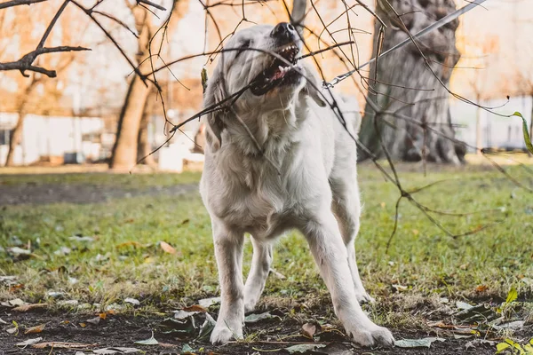 a golden retriever puppy biting branches