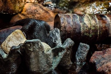 su samuru ararken şekil taş yatan