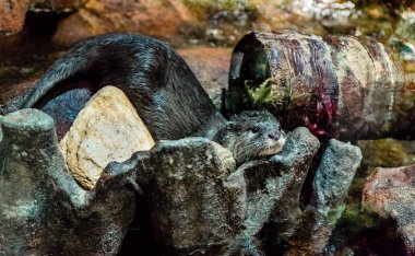 su samuru şekil taşa yalan portresi 