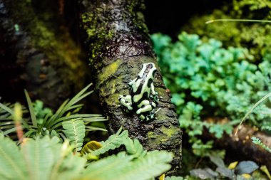 Bir ağaç başına oturarak Limosa palyaço kurbağa (Atelopus limosus)