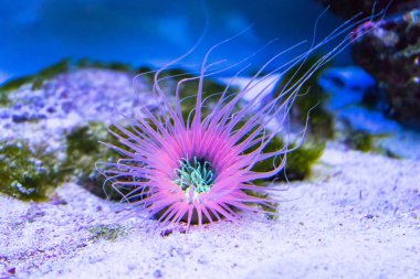 tüp anemone kum alt