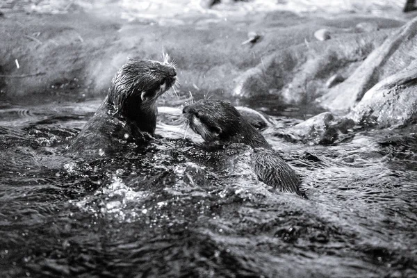 Duas Lontras Água — Fotografia de Stock