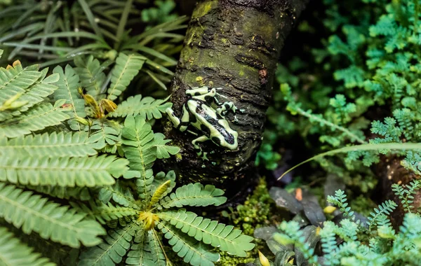 Limosa Harlequin Groda Atelopus Limosus Sittande Träd Huvud — Stockfoto