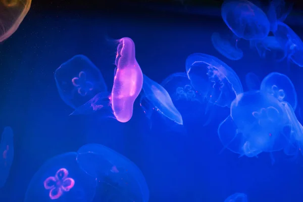 Světle Růžové Medúzy Modrém Pozadí — Stock fotografie