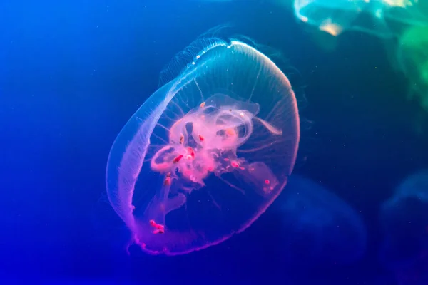 Modrá Růžovou Medúzy Modrém Pozadí — Stock fotografie