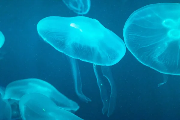 Azure Medúzy Světle Modrém Pozadí — Stock fotografie