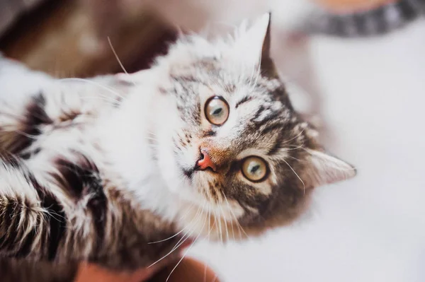 Schattig Bruin Gestreept Kitten — Stockfoto