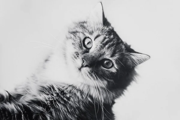 Schattig Bruin Gestreept Kitten Zwart Wit — Stockfoto