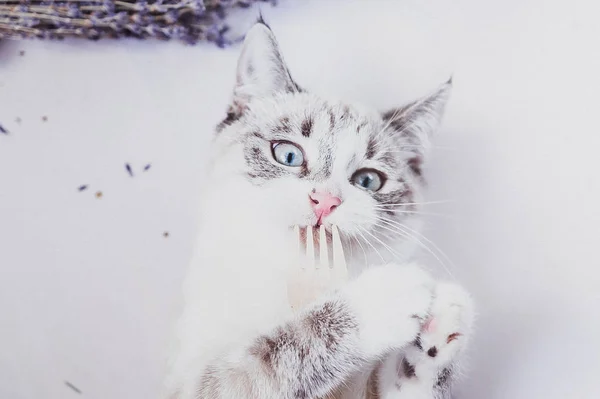 Белая Кошка Держит Лапы Нюхает Эко Деревянную Вилку — стоковое фото