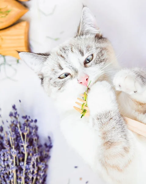 Gato Blanco Come Hierba Con Tenedor Madera Ecológico Vertical — Foto de Stock