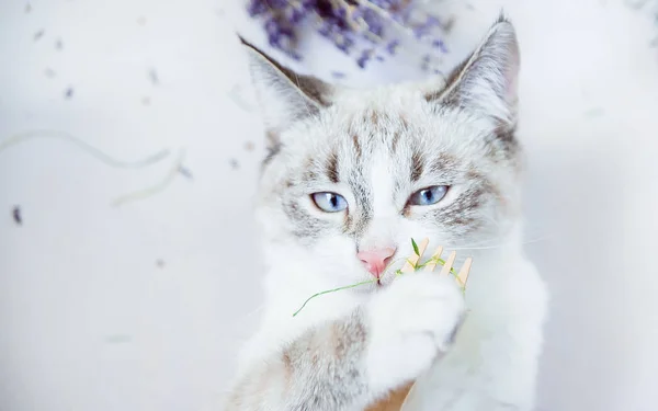 Bílá Kočka Žere Trávu Tlapky Ekologické Dřevěné Vidlice Vegetariánská Snídaně — Stock fotografie