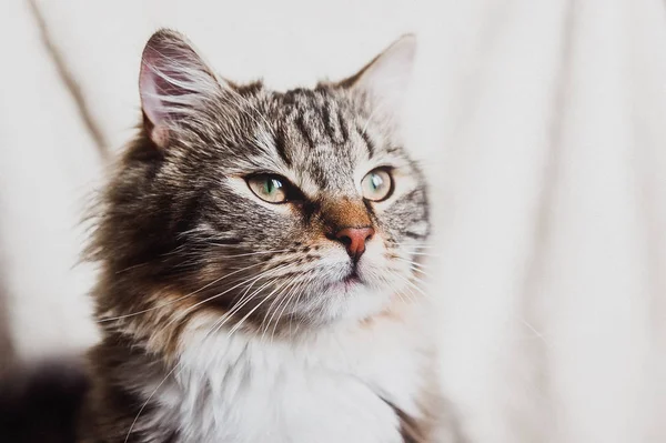 Niedliche Braun Gestreifte Stolze Katze Porträt Horizontal — Stockfoto