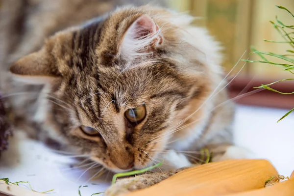 feeding brown cat with grass close up